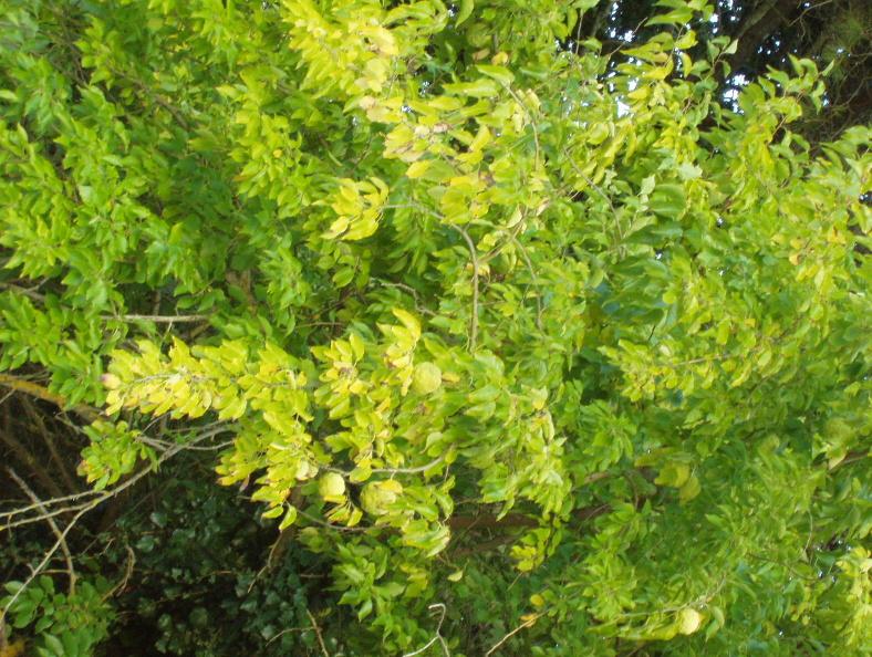Maclura pomifera / Maclura