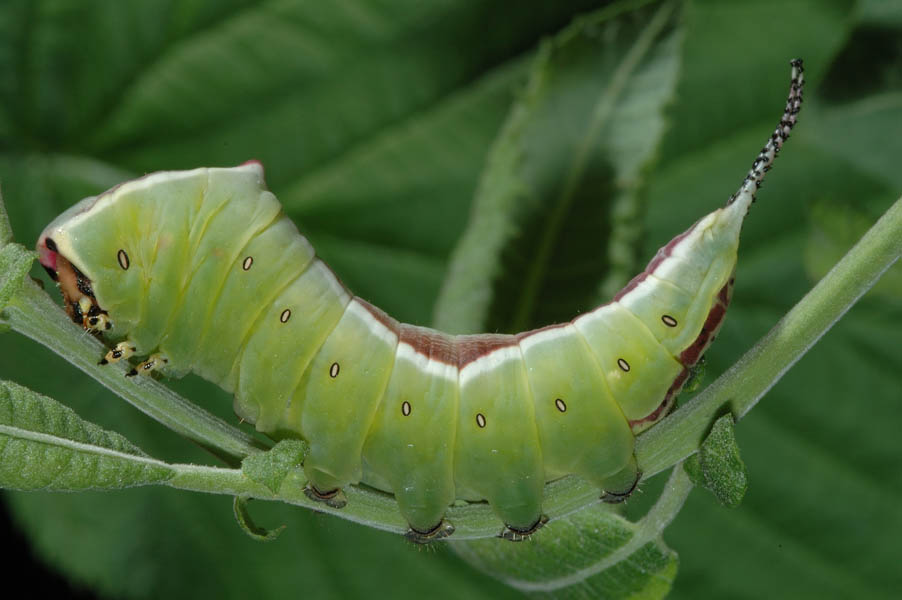 Larva di Cerura vinula