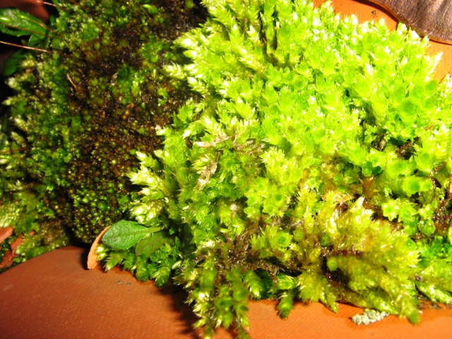 Flora....... sul tetto