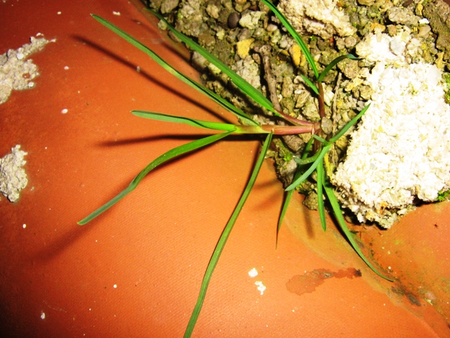 Flora....... sul tetto
