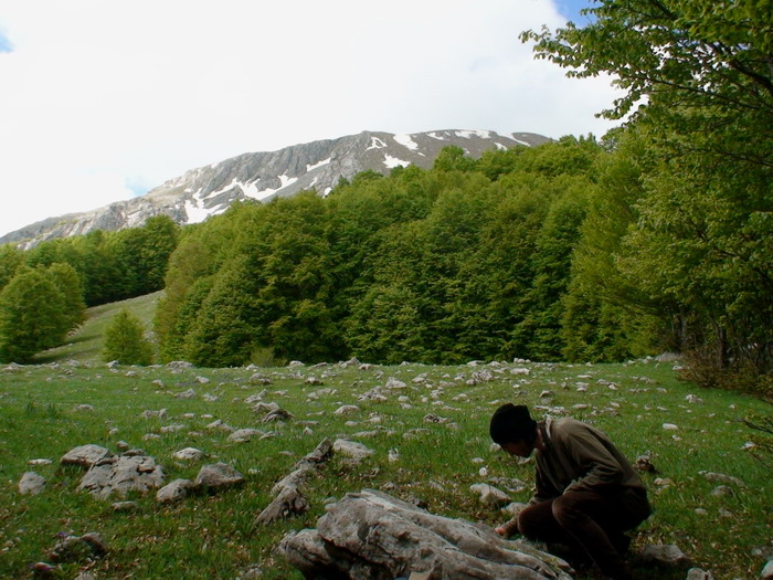 Dactylorhiza sambucina  (ipercromia )