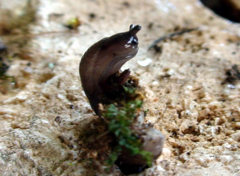 Campo Imperatore (AQ)