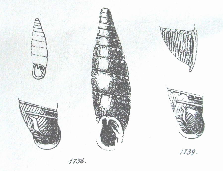Siciliaria (Stigmatica) kobeltiana (Kster, 1876)