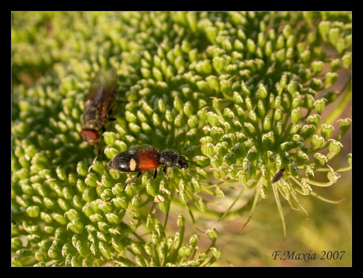 Cleridae: Tilloidea transversalis