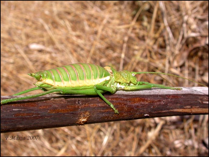 Insetti...Sardegna....4: Uromenus (Bolivarius) brevicollis