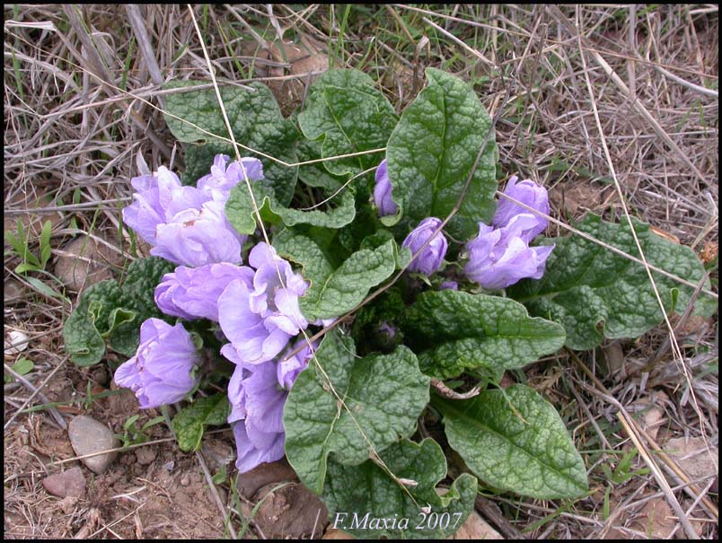 Mandragora autumnalis / Mandragora