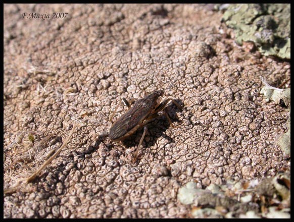 Himacerus major:  Nabidae della Sardegna centrale