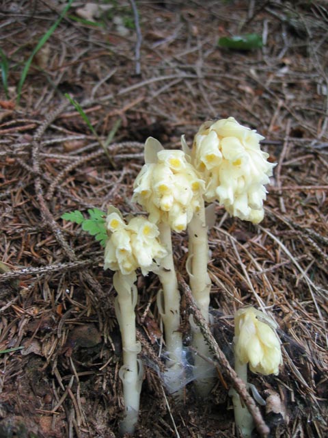In pecceta - Lathraea squamifolia