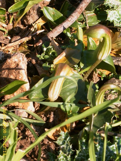 Arisarum vulgare / Arisaro comune