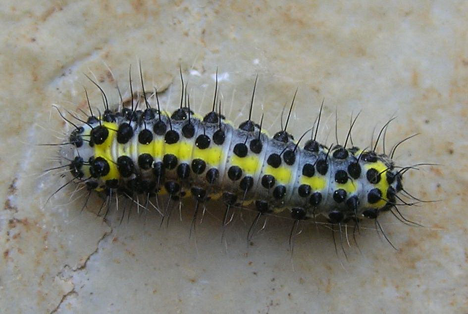 Identificazione bruco