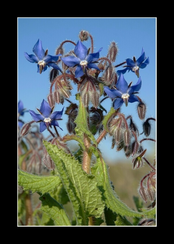 Borago officinalis / Borragine comune