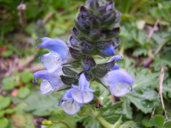 Salvia verbenaca / Salvia minore