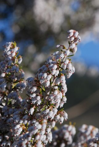 il nome e''...................Erica arborea