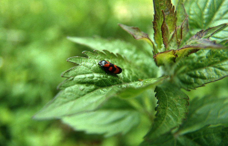 Cercopis vulnerata