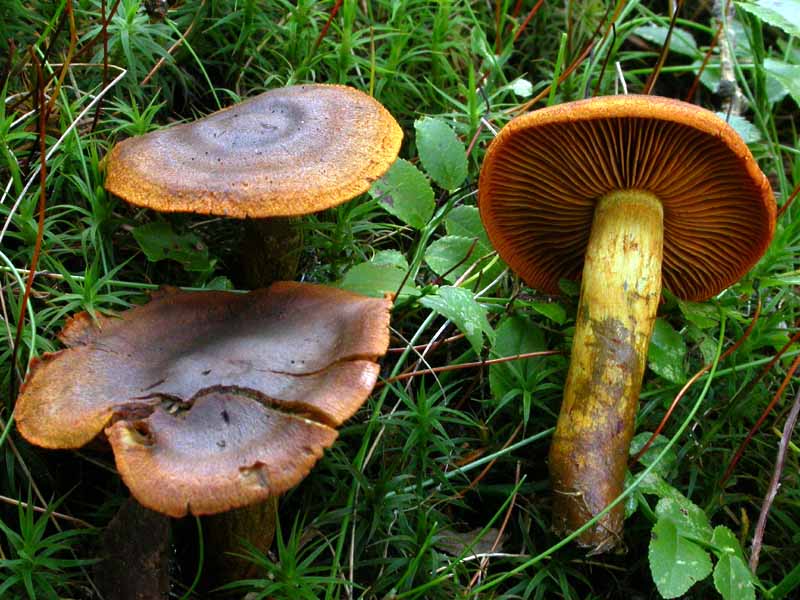 Cortinarius malicorius