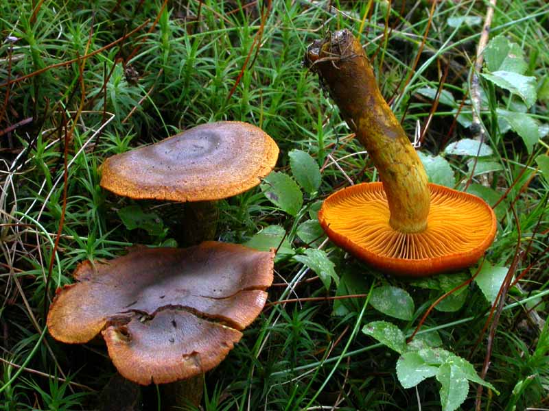 Cortinarius malicorius