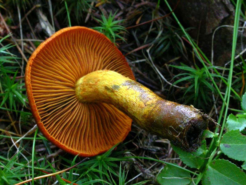 Cortinarius malicorius