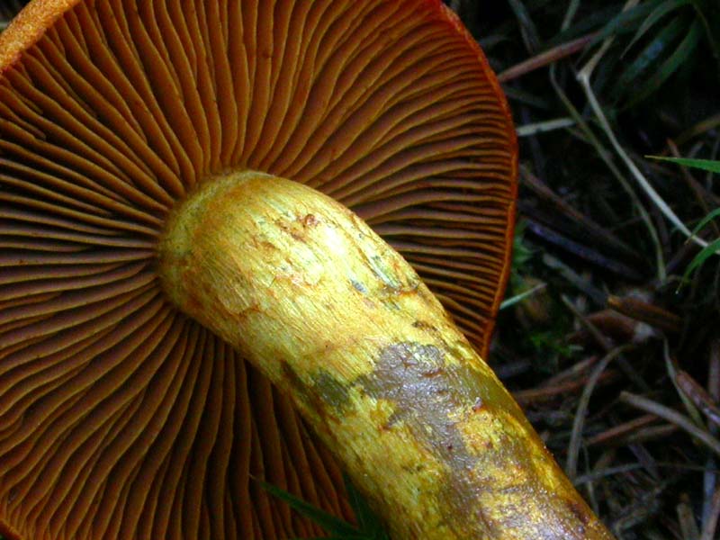 Cortinarius malicorius