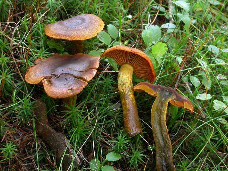 Cortinarius malicorius