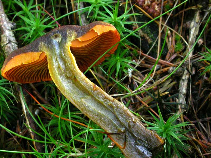 Cortinarius malicorius