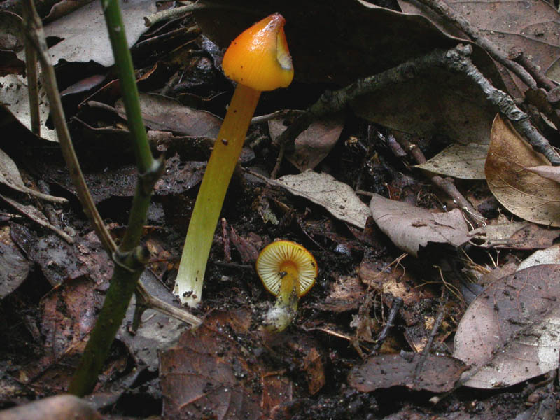 Hygrocybe conica s.l.