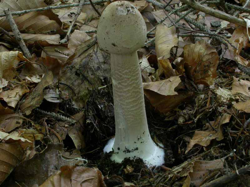 Leucoagaricus nympharum (Kalchbr.) Bon (alias M. puellaris)