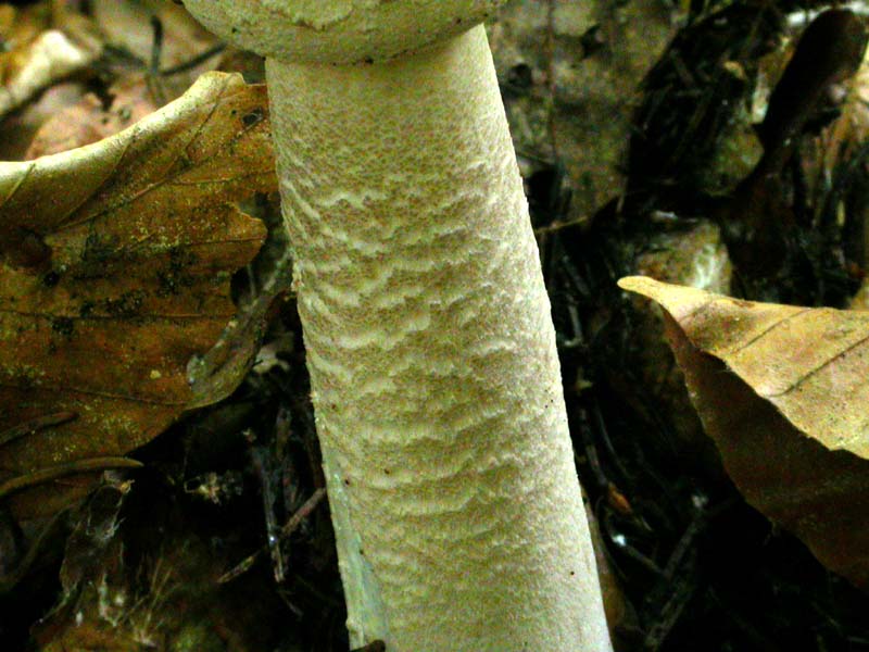 Leucoagaricus nympharum (Kalchbr.) Bon (alias M. puellaris)