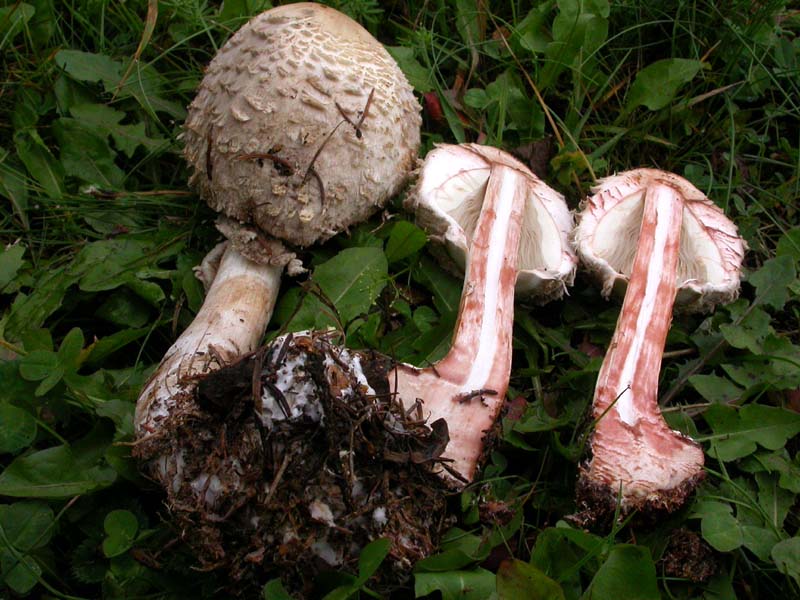 Leucoagaricus nympharum (Kalchbr.) Bon (alias M. puellaris)