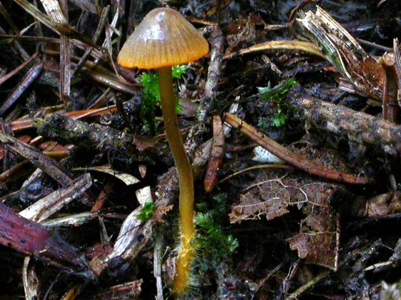 Mycena aurantiomarginata (Fr.) Qul.