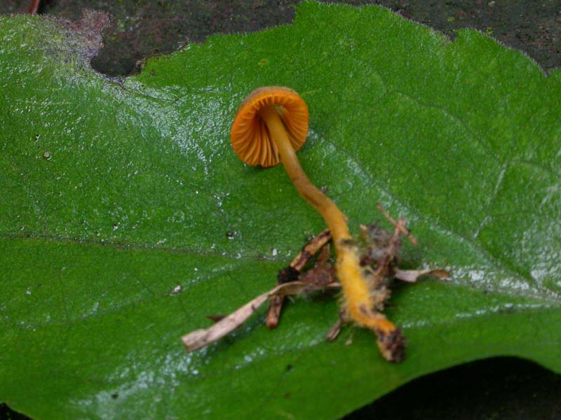 Mycena aurantiomarginata (Fr.) Qul.