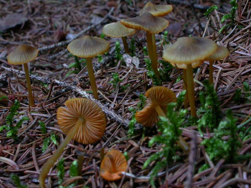 Mycena aurantiomarginata (Fr.) Qul.