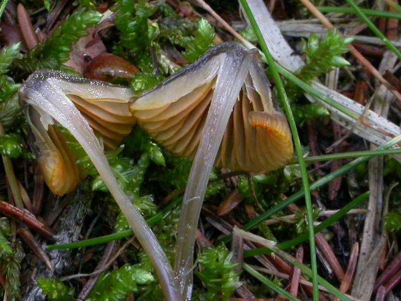 Mycena aurantiomarginata (Fr.) Qul.