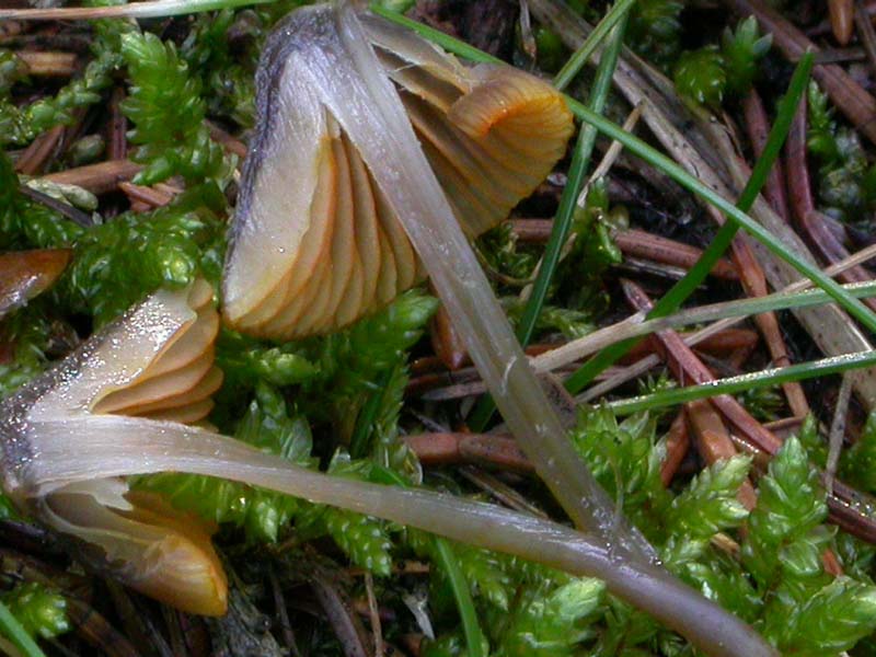 Mycena aurantiomarginata (Fr.) Qul.