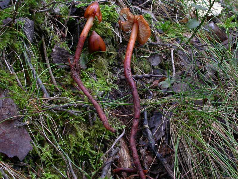 Phaeocollybia christinae (Fr.) R. Heim