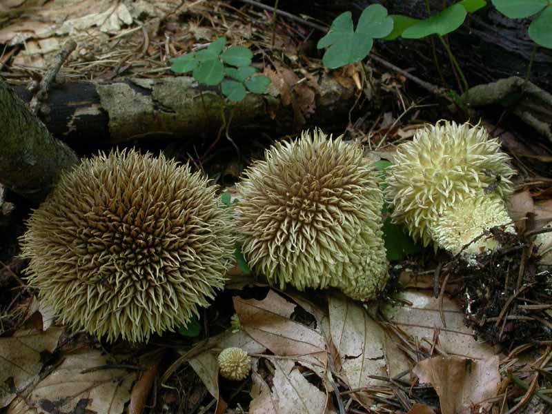 Lycoperdon echinatum 20.09.05