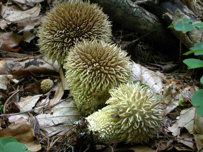 Lycoperdon echinatum 20.09.05