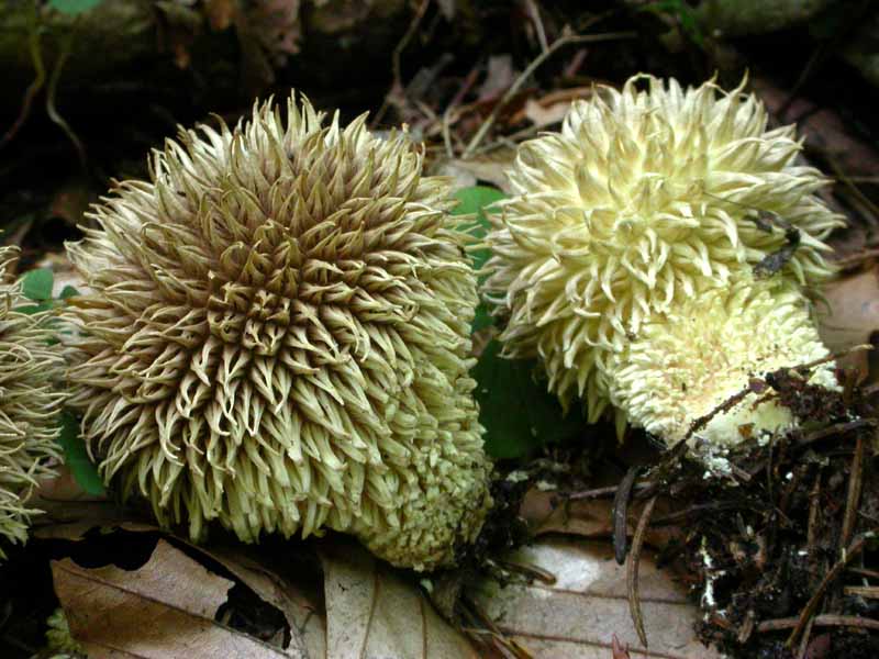 Lycoperdon echinatum 20.09.05