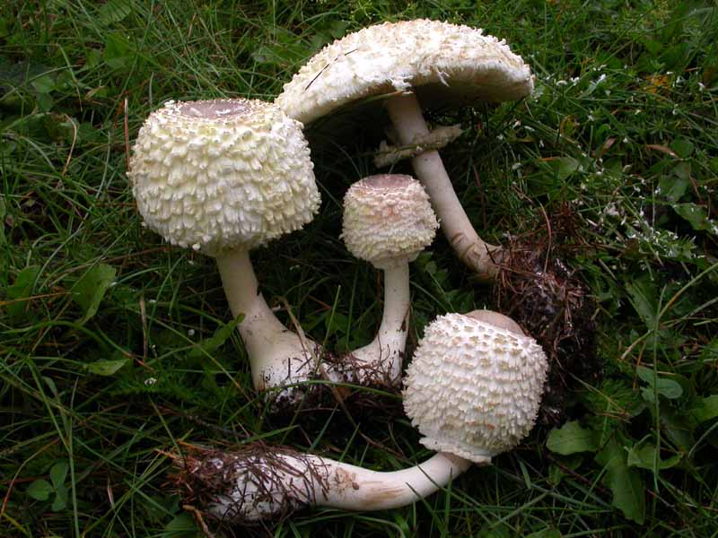 Leucoagaricus nympharum (Kalchbr.) Bon (alias M. puellaris)