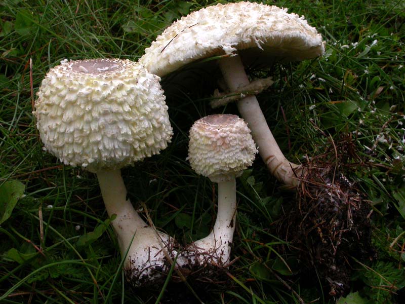 Leucoagaricus nympharum (Kalchbr.) Bon (alias M. puellaris)