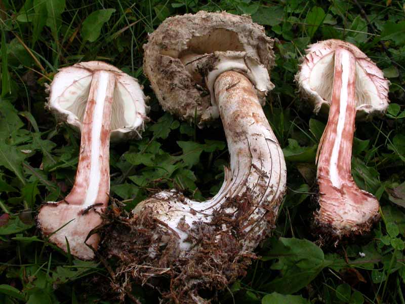 Leucoagaricus nympharum (Kalchbr.) Bon (alias M. puellaris)
