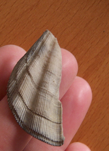 Bivalvi pliocenici - 6: Manupecten pesfelis