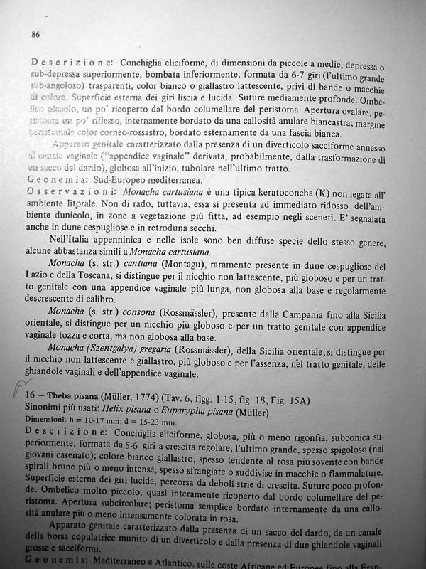 Monaca certosina