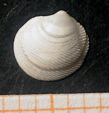 Lucinella divaricata
