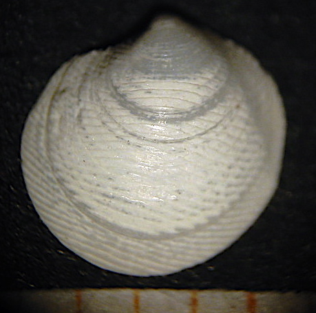 Lucinella divaricata
