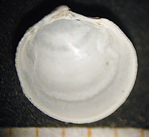 Lucinella divaricata
