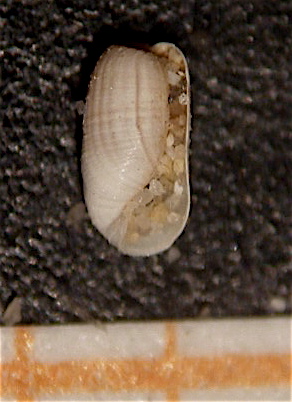 Cylichnina laevisculpta