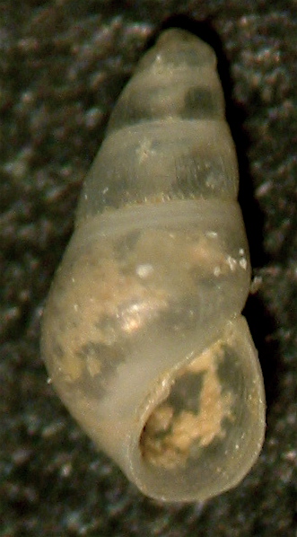 Odostomia imponderabilior?