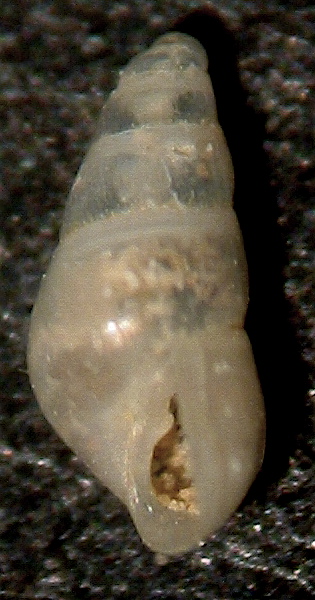 Odostomia imponderabilior?