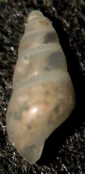 Odostomia imponderabilior?