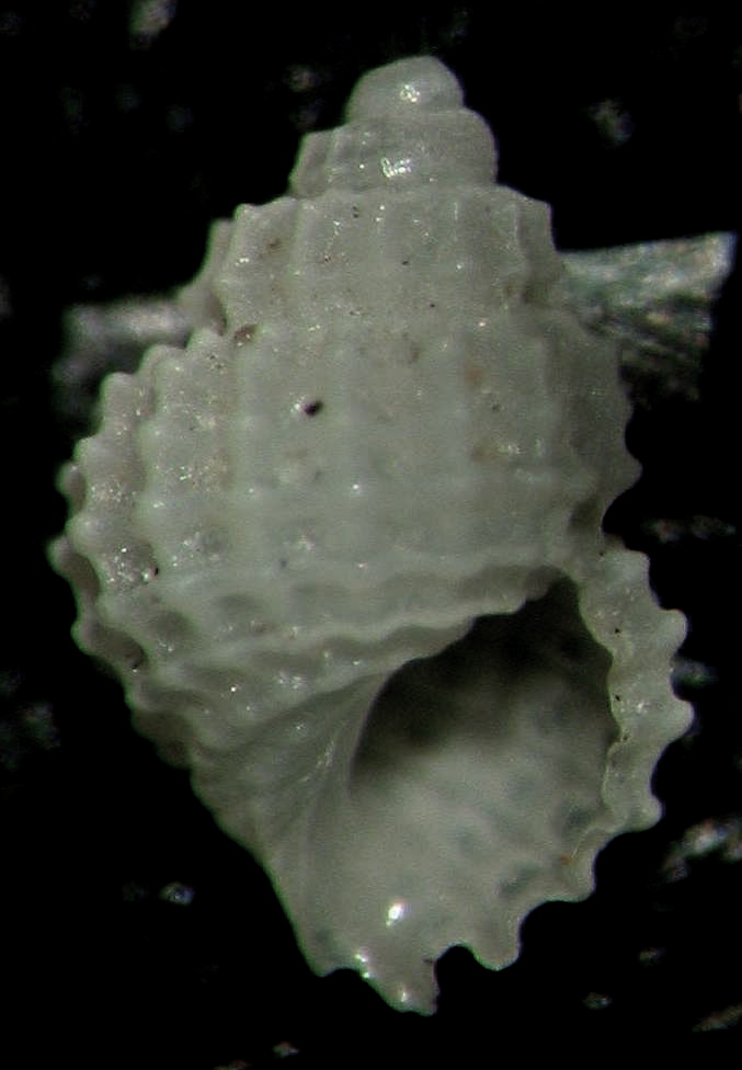 Alvania aartseni?
